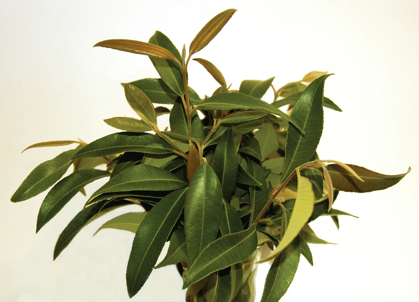 Lemon Myrtle