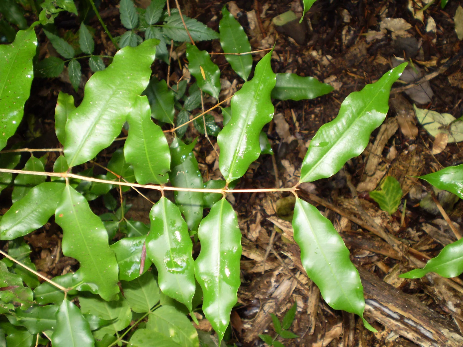 Aniseed Myrtle (Syzygium anisatum)