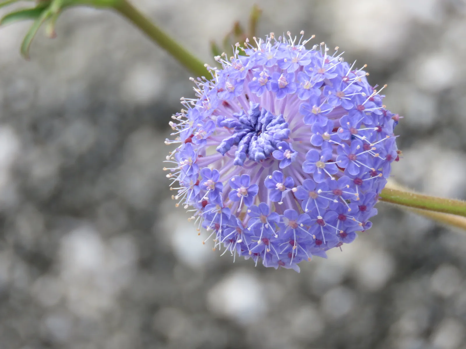 Blue Lace Flower