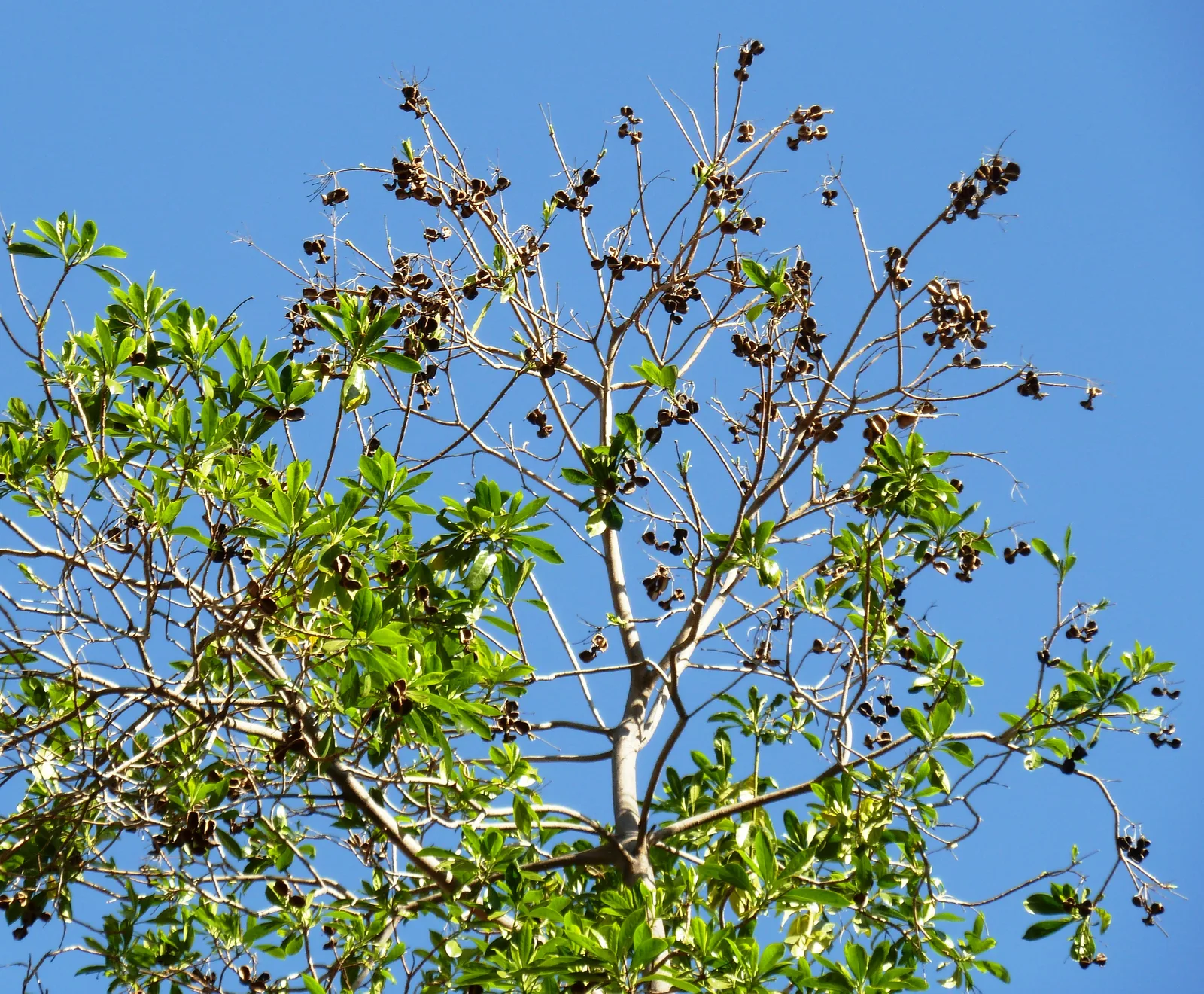 Native Frangipani