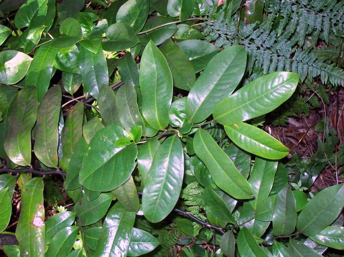 Bolwarra (Eupomatia laurina)