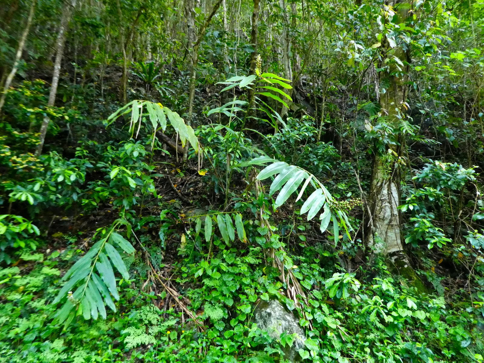 Native Ginger (Alpinia caerulea)
