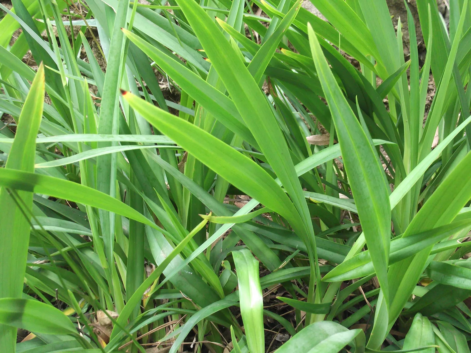 Tasman Flax Lily