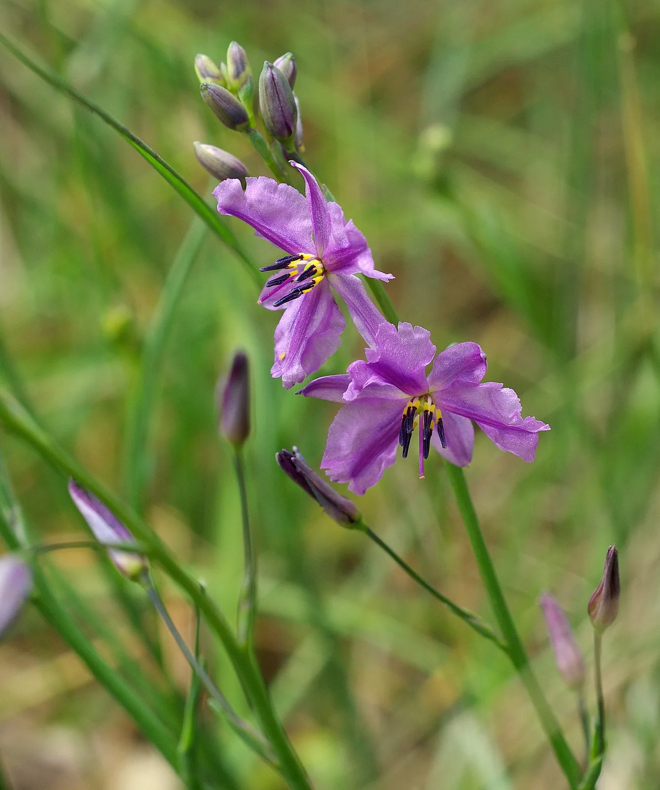Chocolate Lily