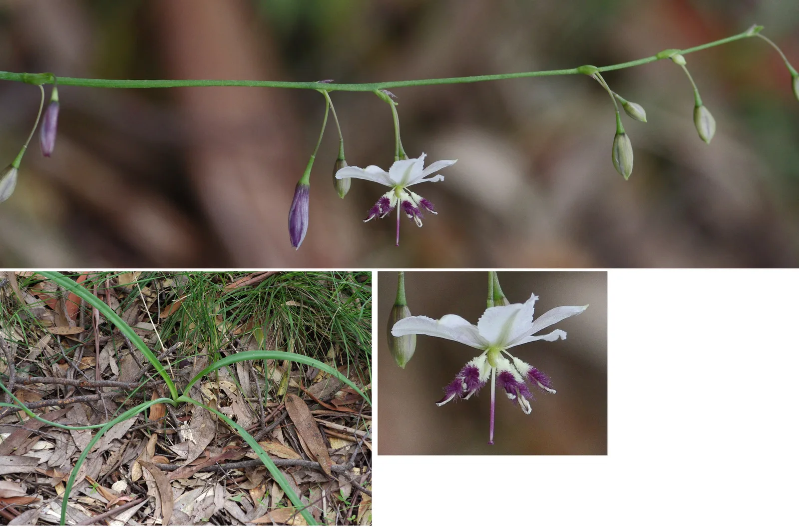 Vanilla Lily