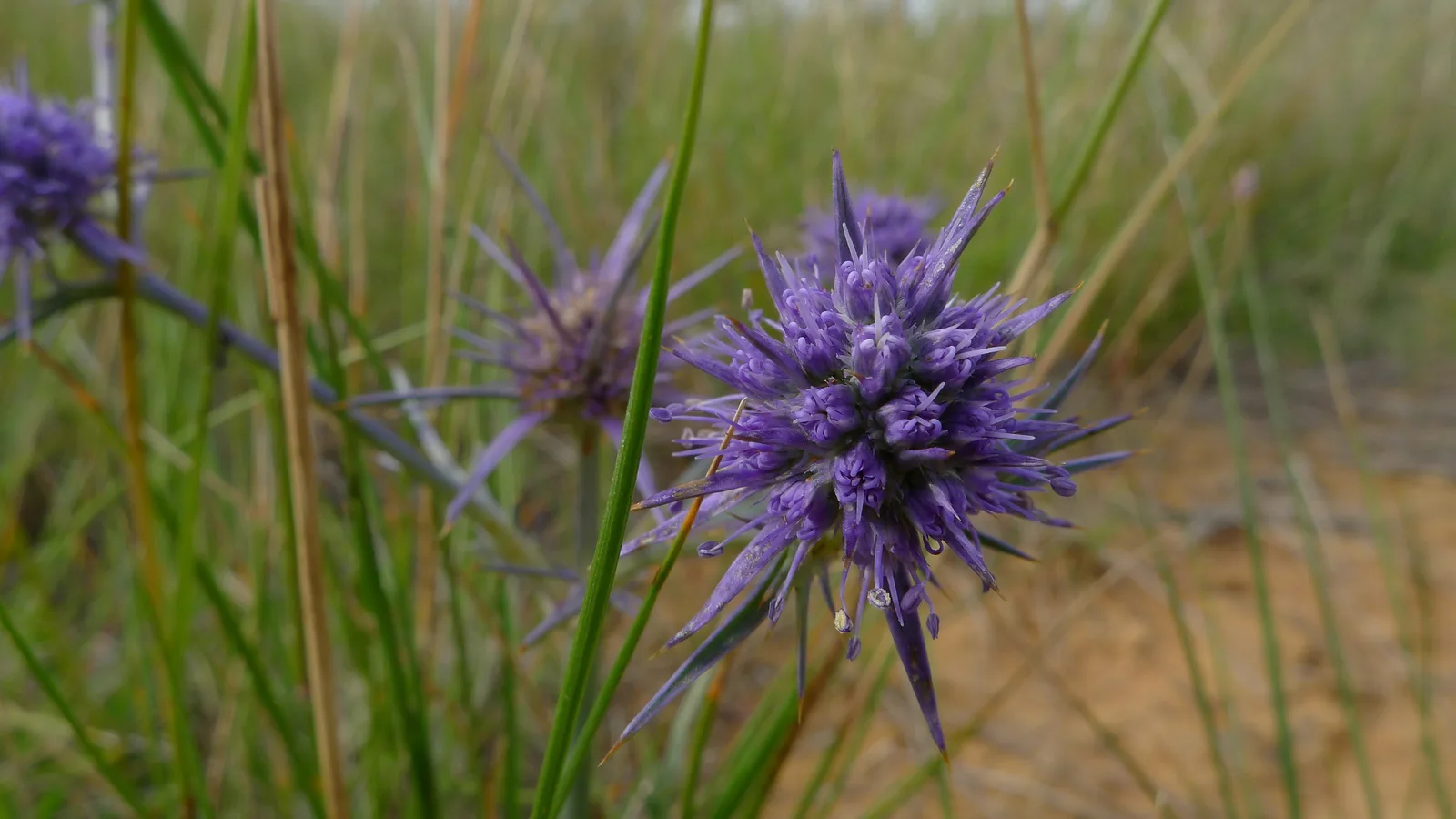 Blue Devil (Eryngium ovinum)