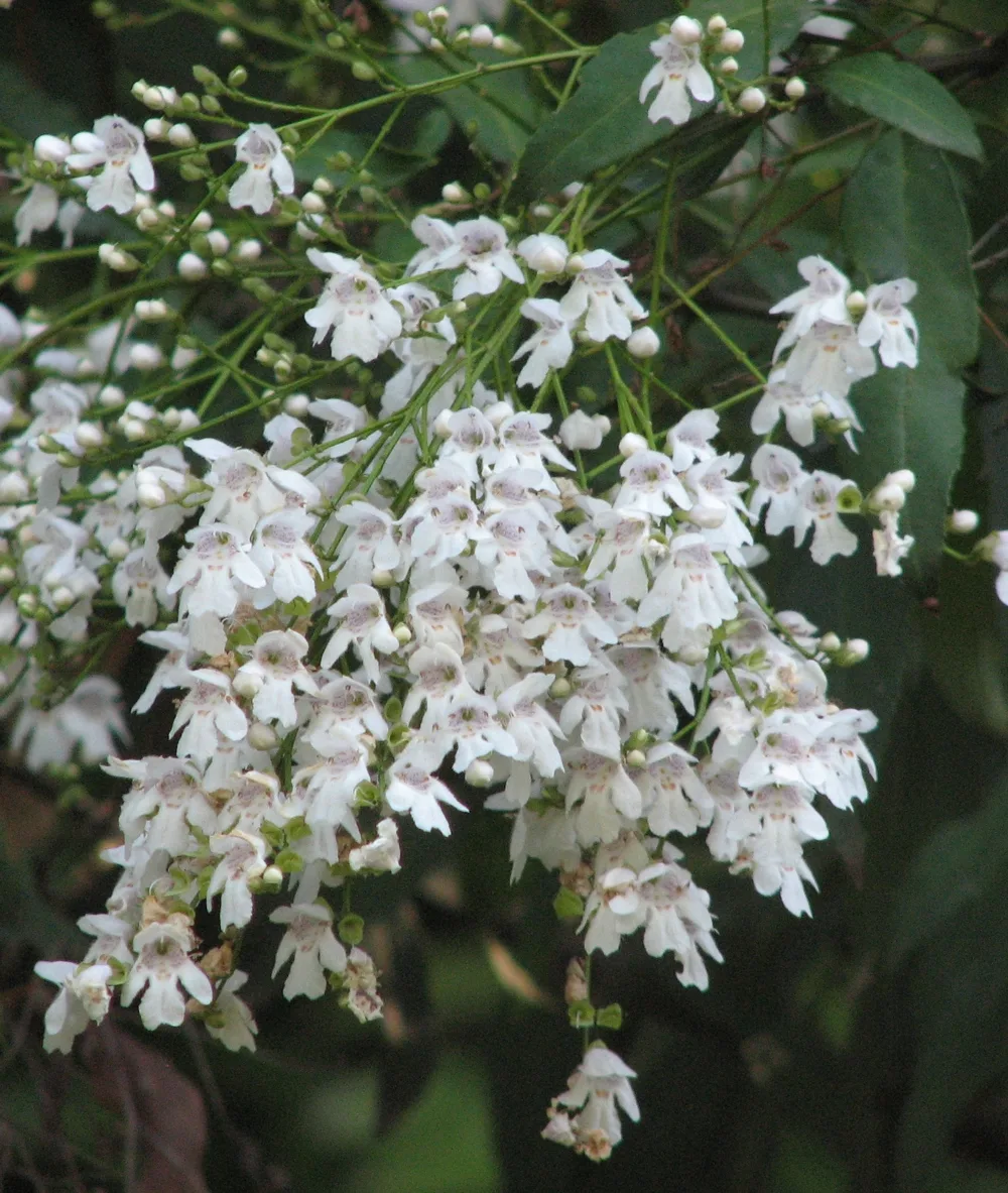 Victorian Christmas Bush