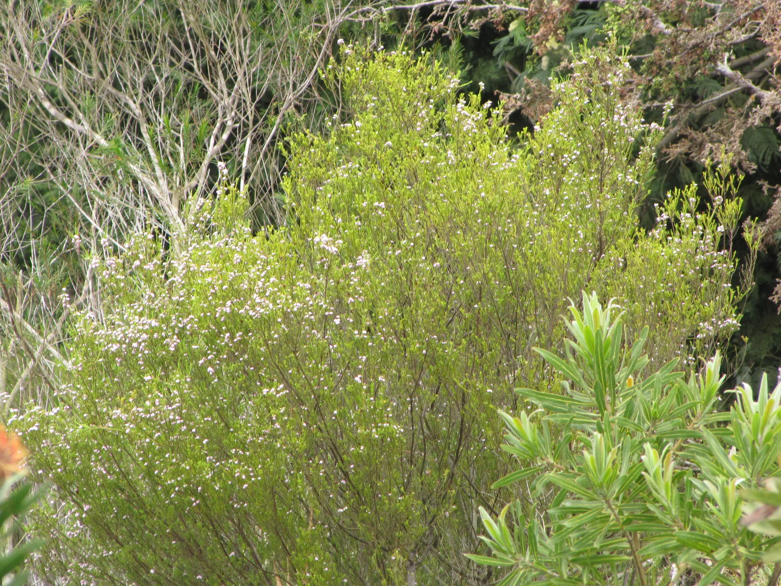 Rice Flower (Ozothamnus diosmifolius)