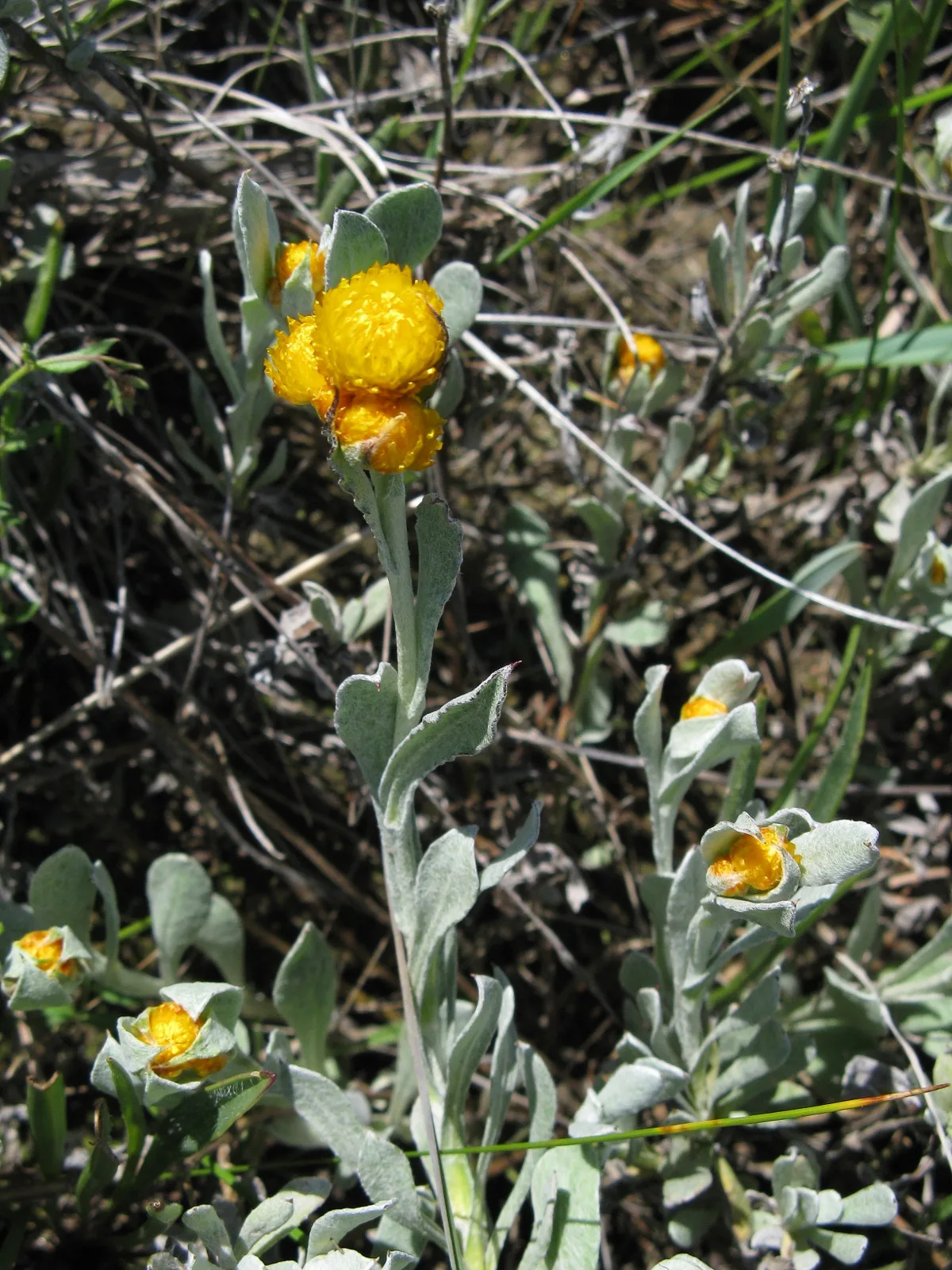 Common Everlasting (Chrysocephalum apiculatum)