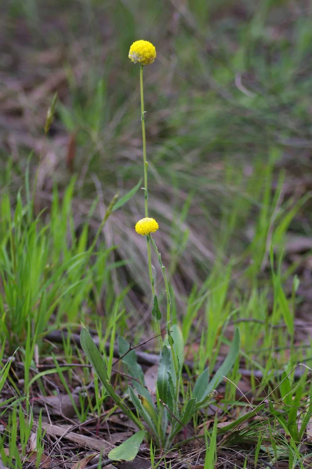 Billy Buttons (Craspedia variabilis)
