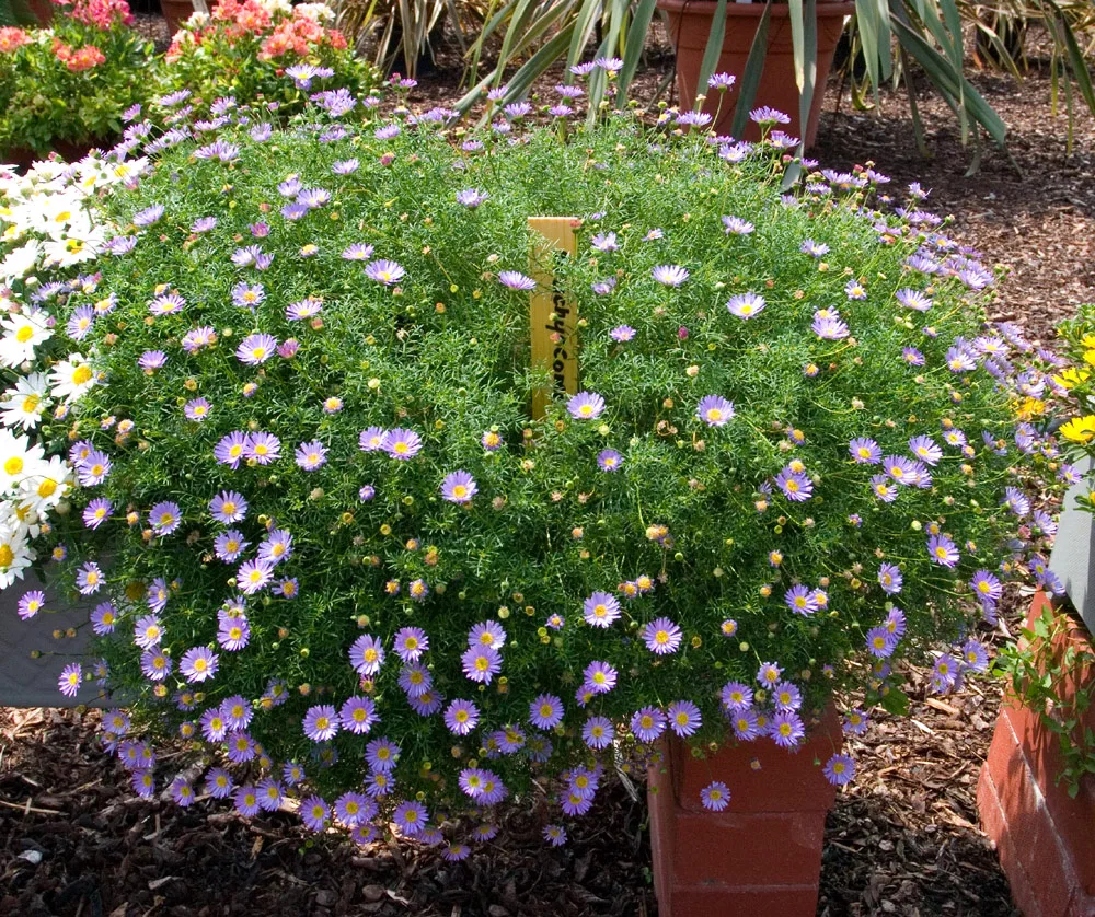 Swan River Daisy (Brachyscome iberidifolia)