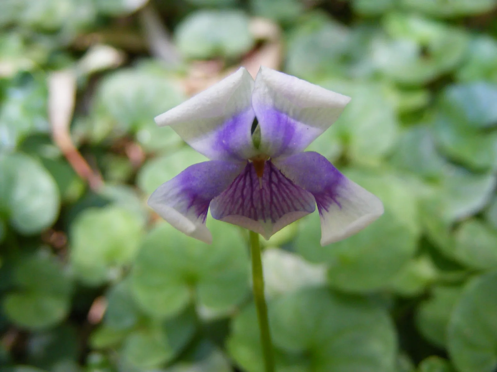 Native Violet (Viola hederacea)