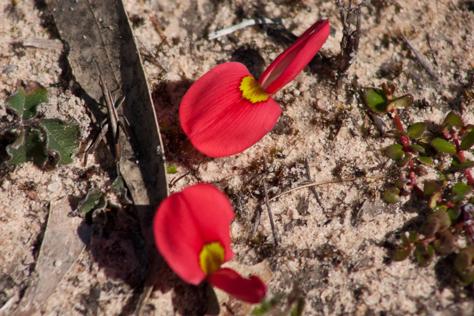 Running Postman (Kennedia prostrata)