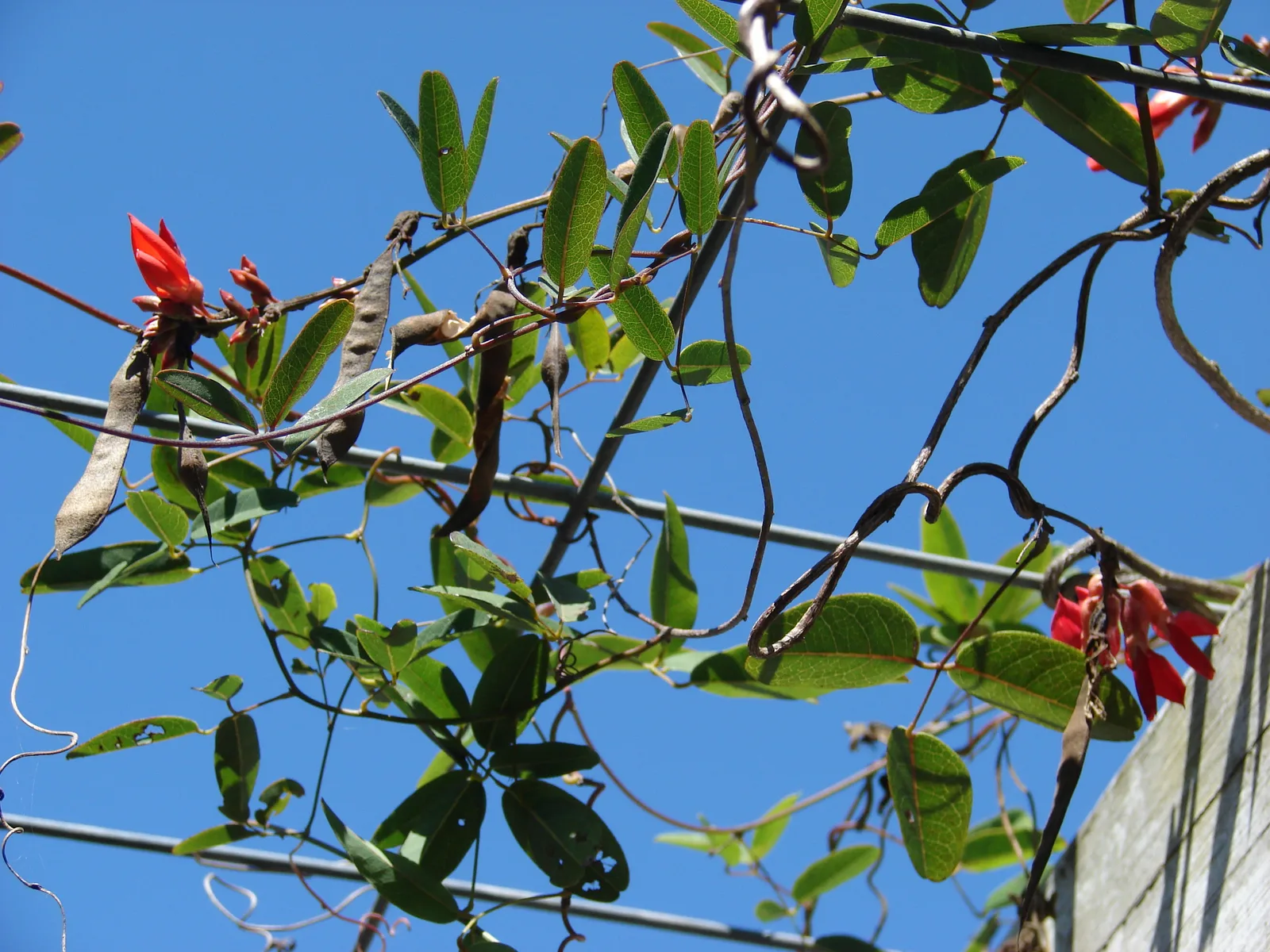 Dusky Coral Pea