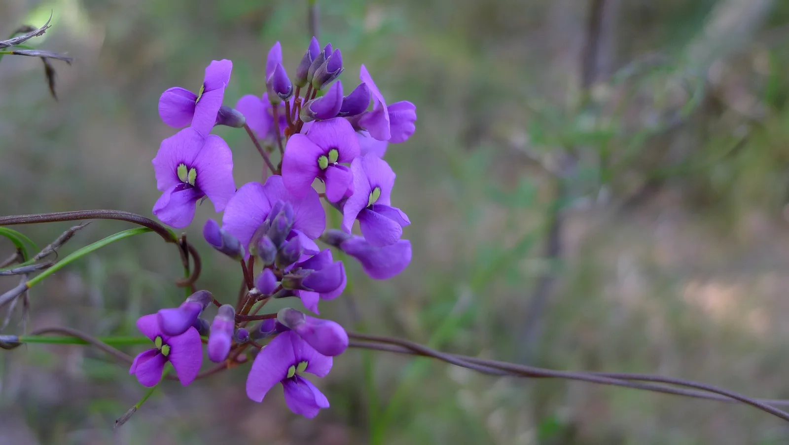 Purple Coral Pea (Hardenbergia violacea)