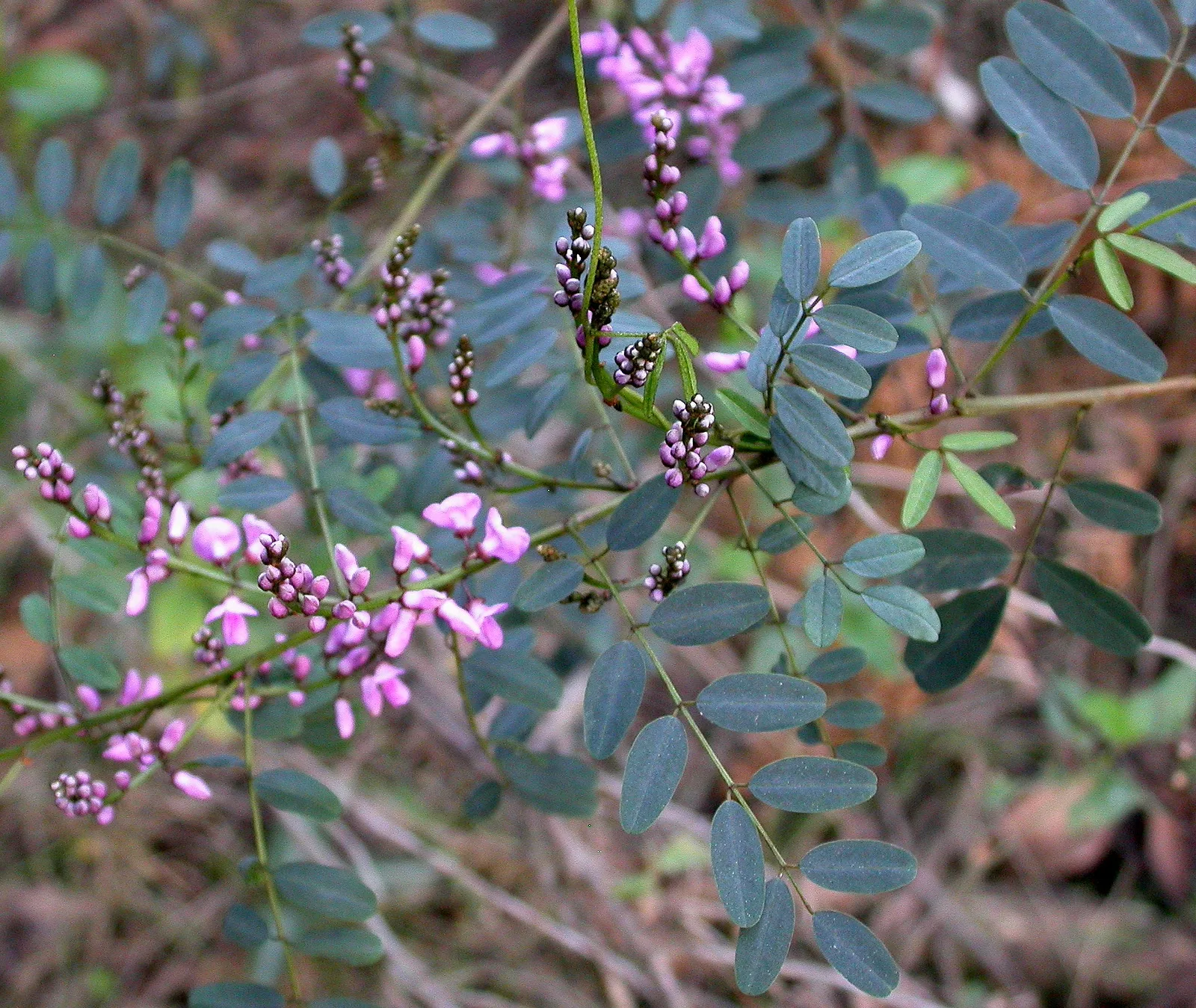 Austral Indigo (Indigofera australis)