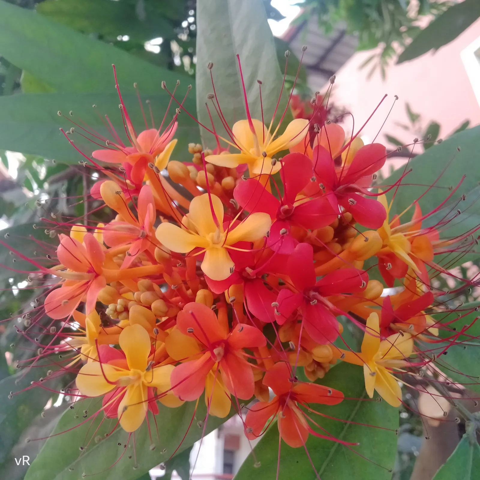 Ashoka Tree