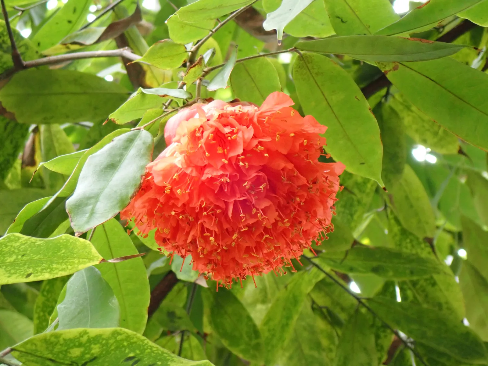 Brownea (Brownea grandiceps)