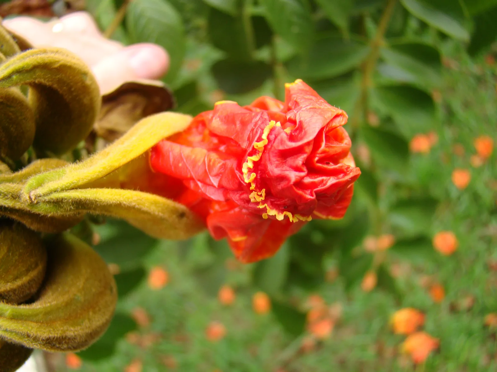 African Tulip Tree (Spathodea campanulata)