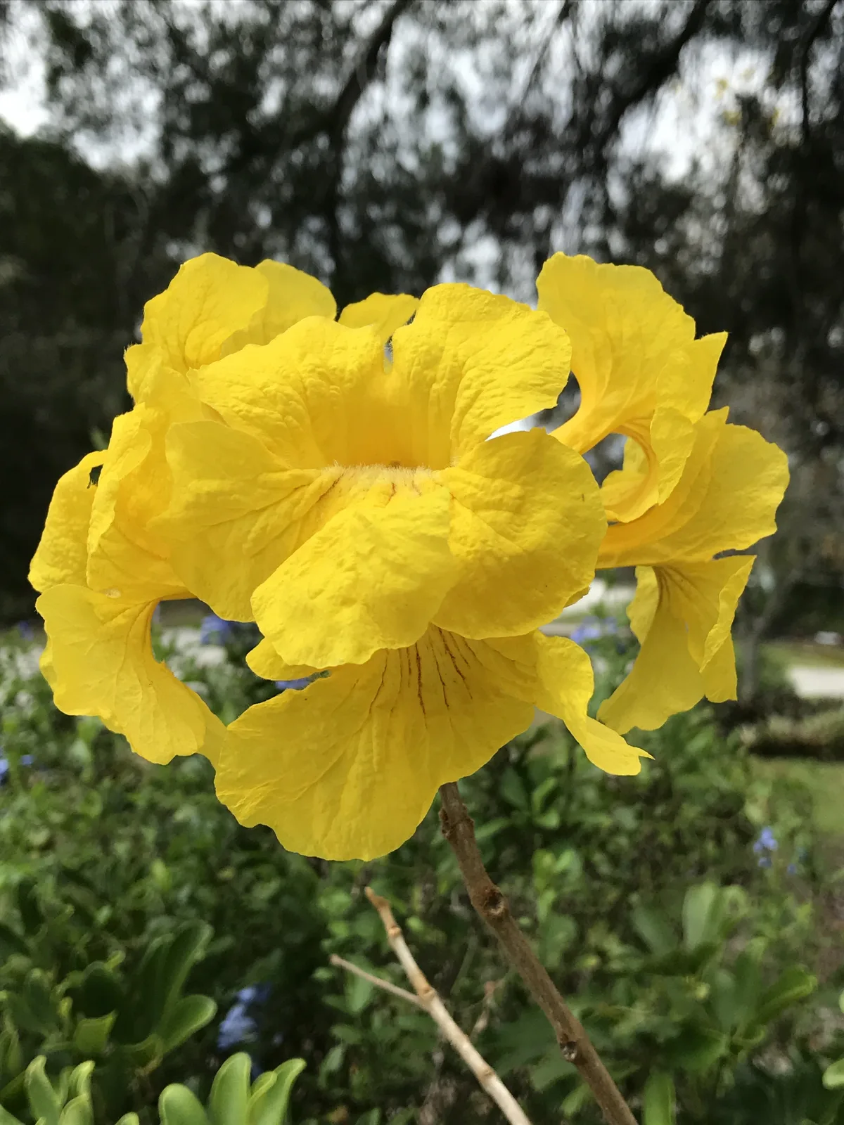 Golden Trumpet Tree