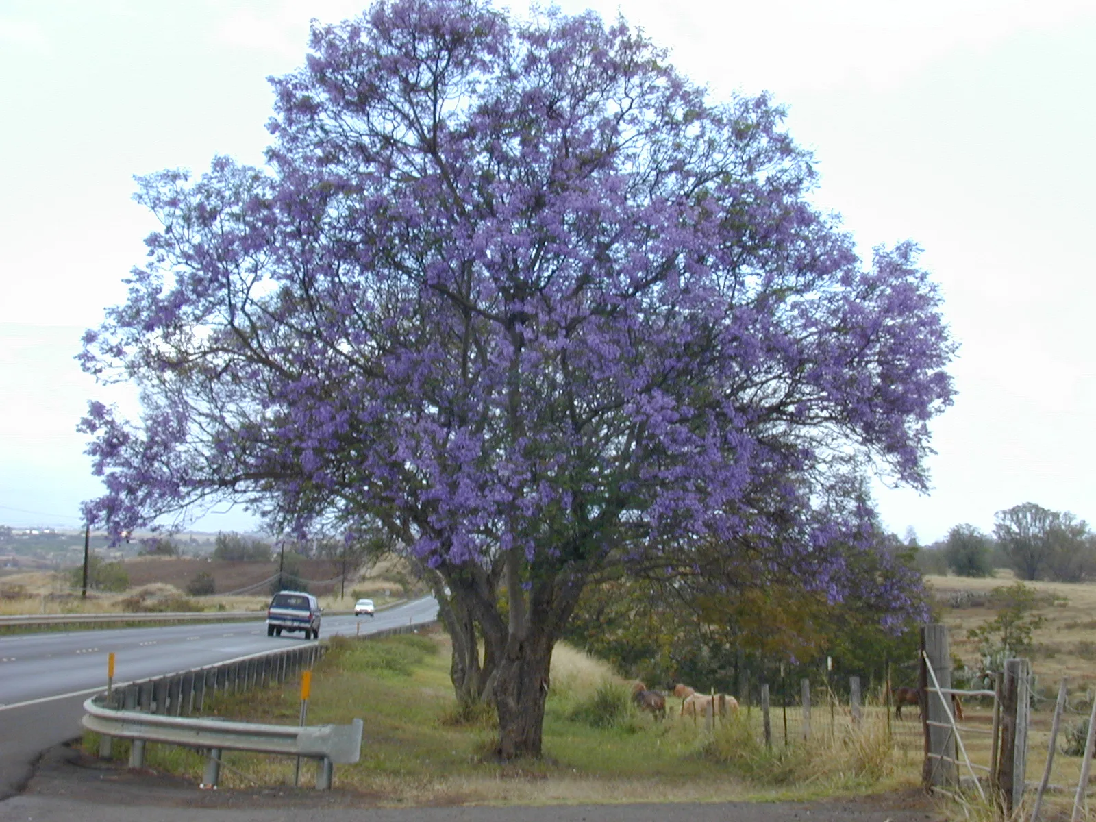 Jacaranda (Jacaranda mimosifolia)