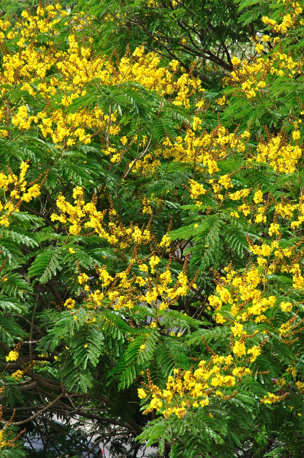 Yellow Poinciana