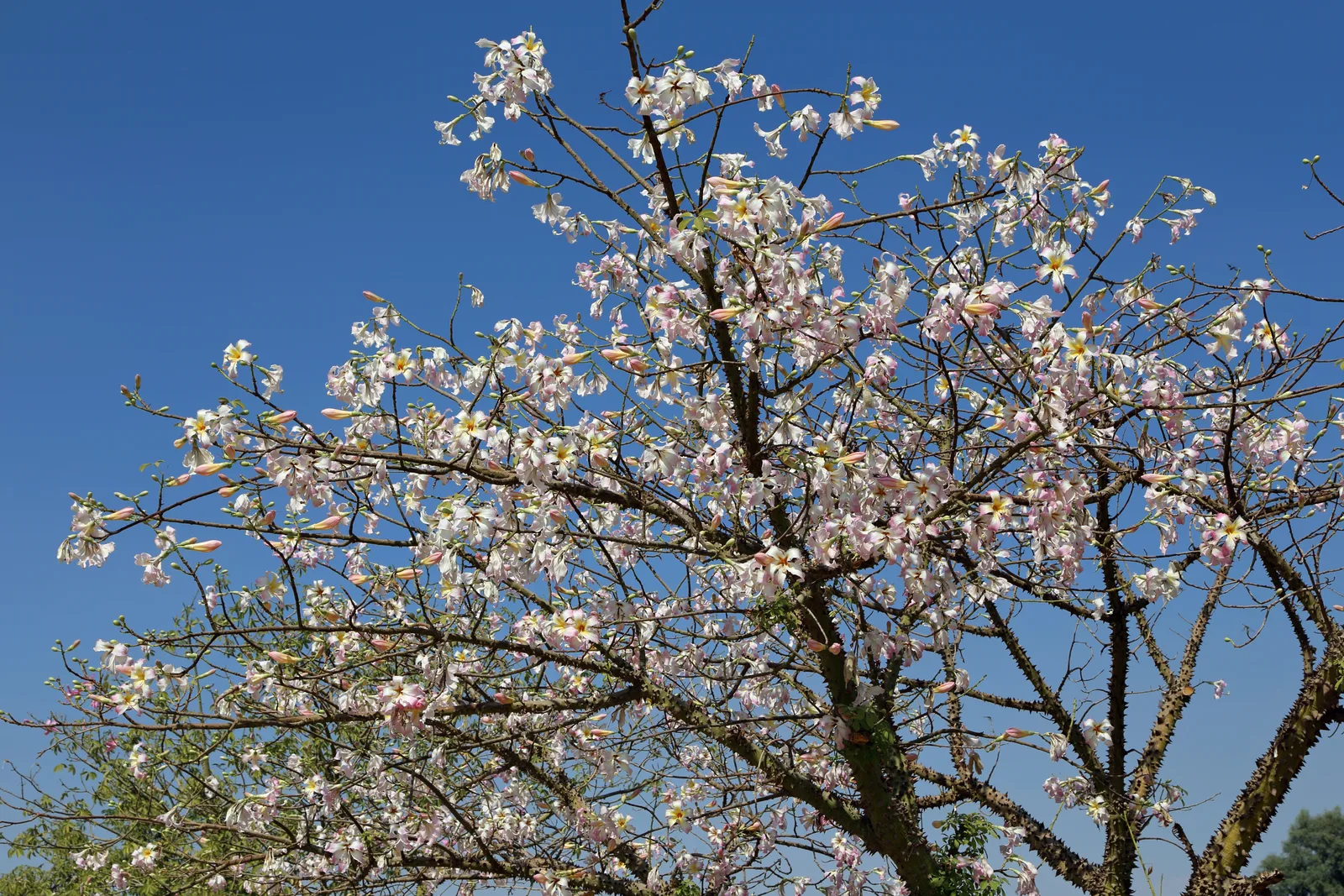 Silk Floss Tree (Ceiba speciosa)