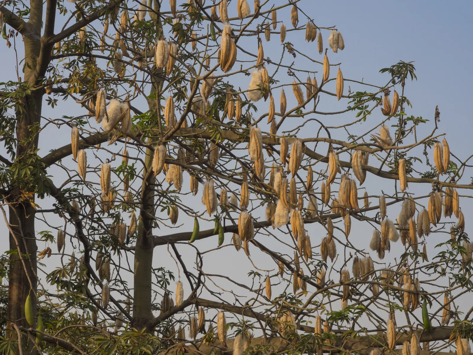 Kapok Tree (Ceiba pentandra)