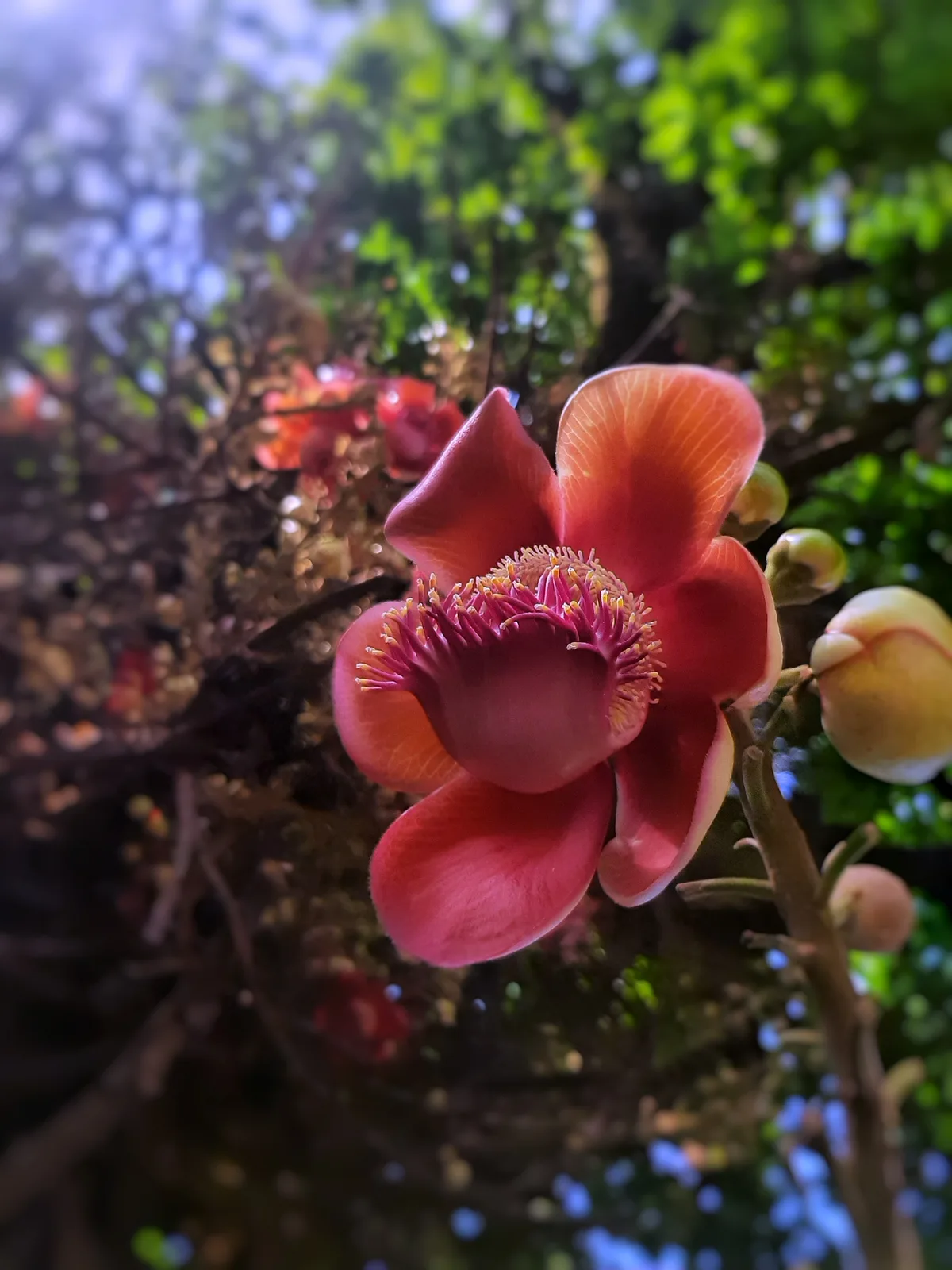 Cannonball Tree (Couroupita guianensis)