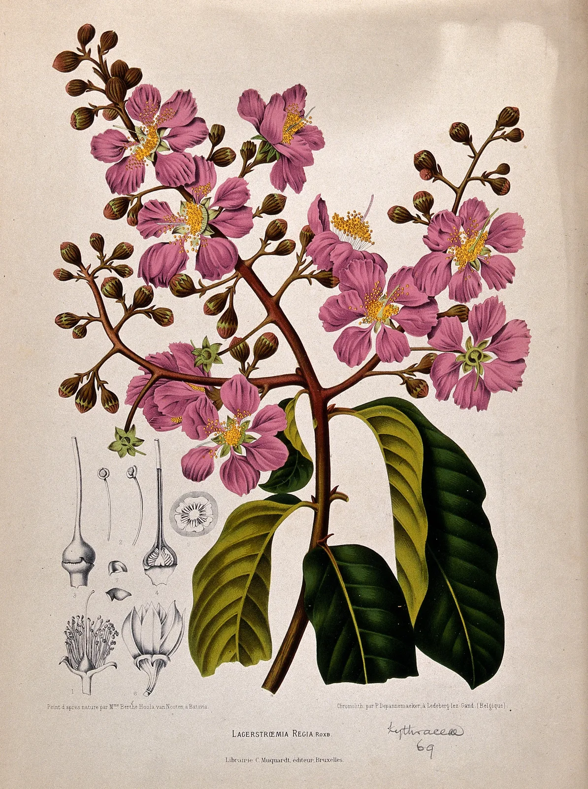 Queen Flower