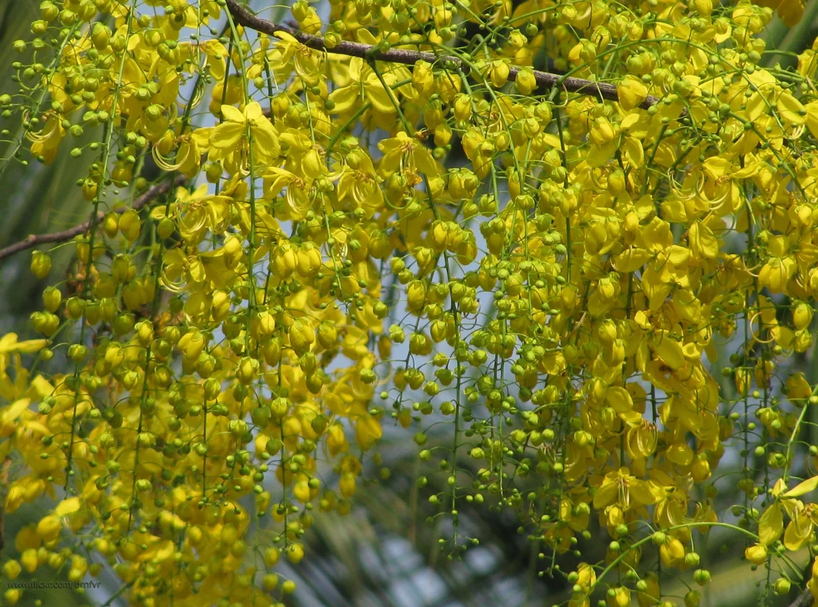 Golden Shower Tree
