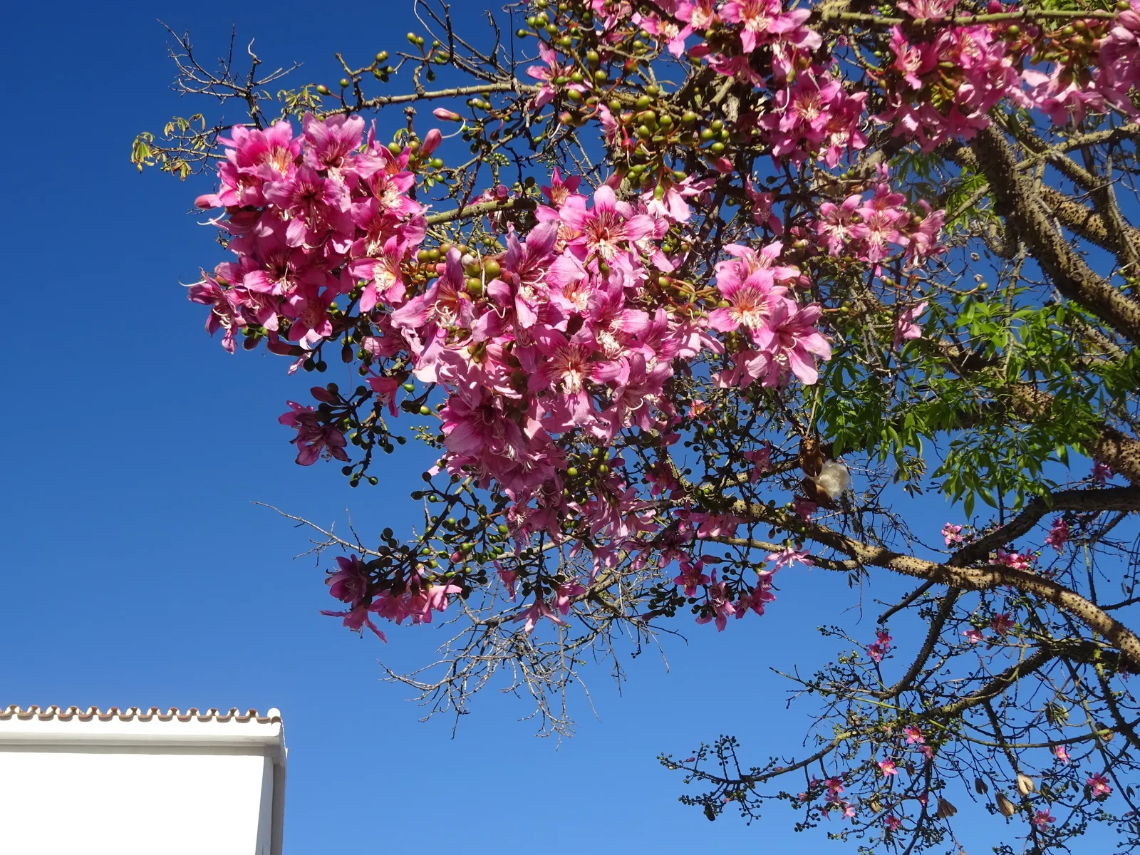 Apple Blossom Cassia (Cassia javanica)
