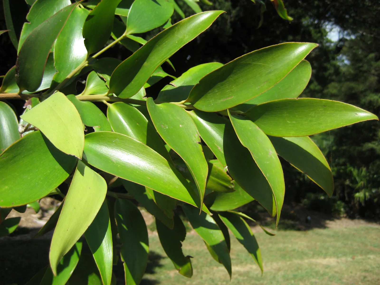 Queensland Kauri