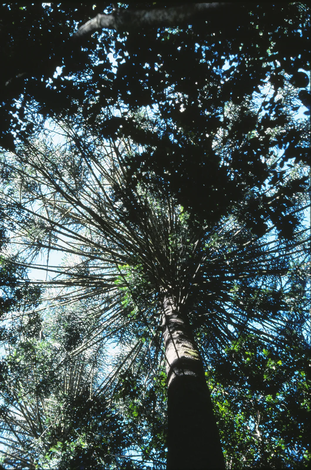Bunya Pine (Araucaria bidwillii)