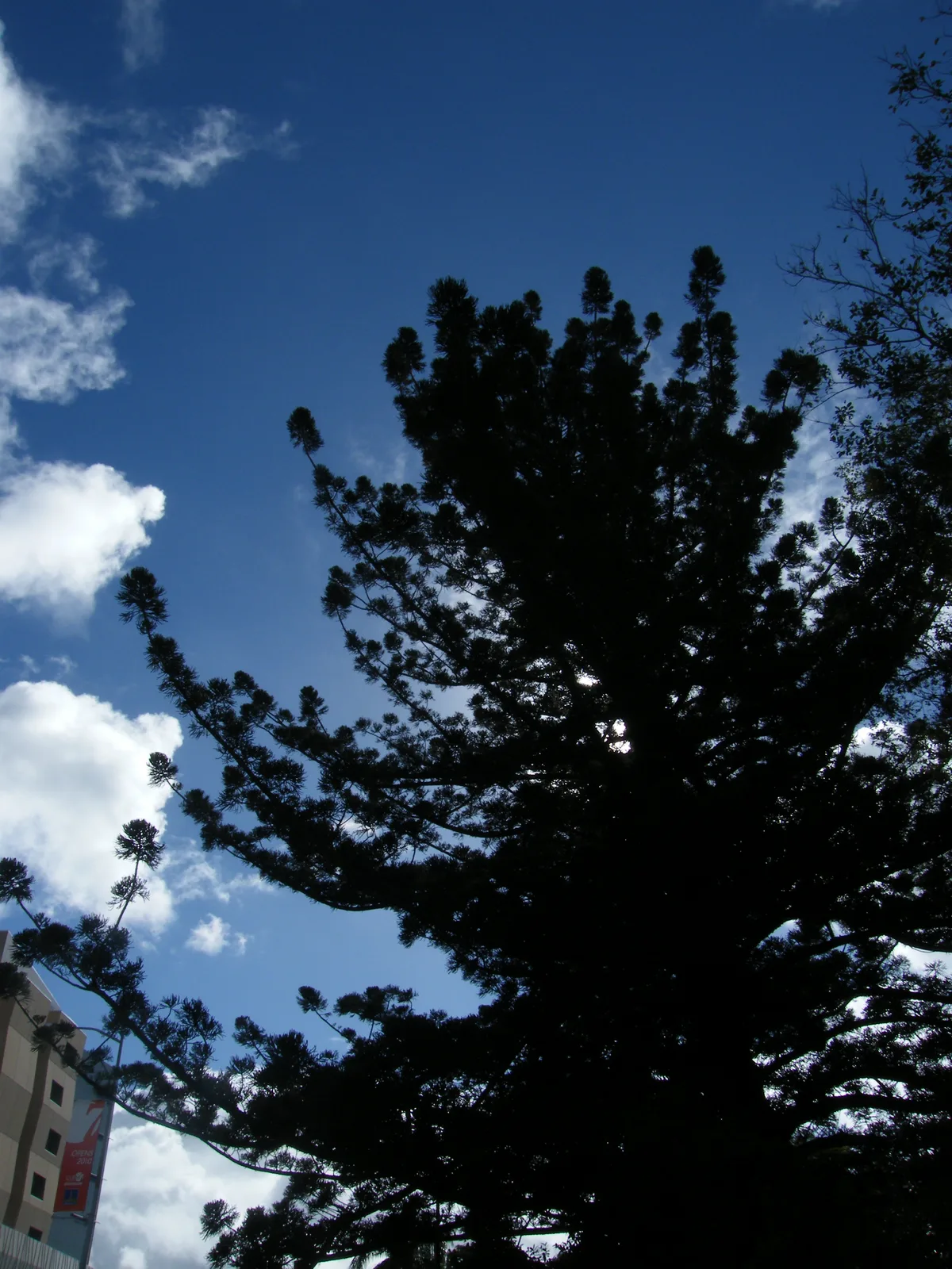 Hoop Pine