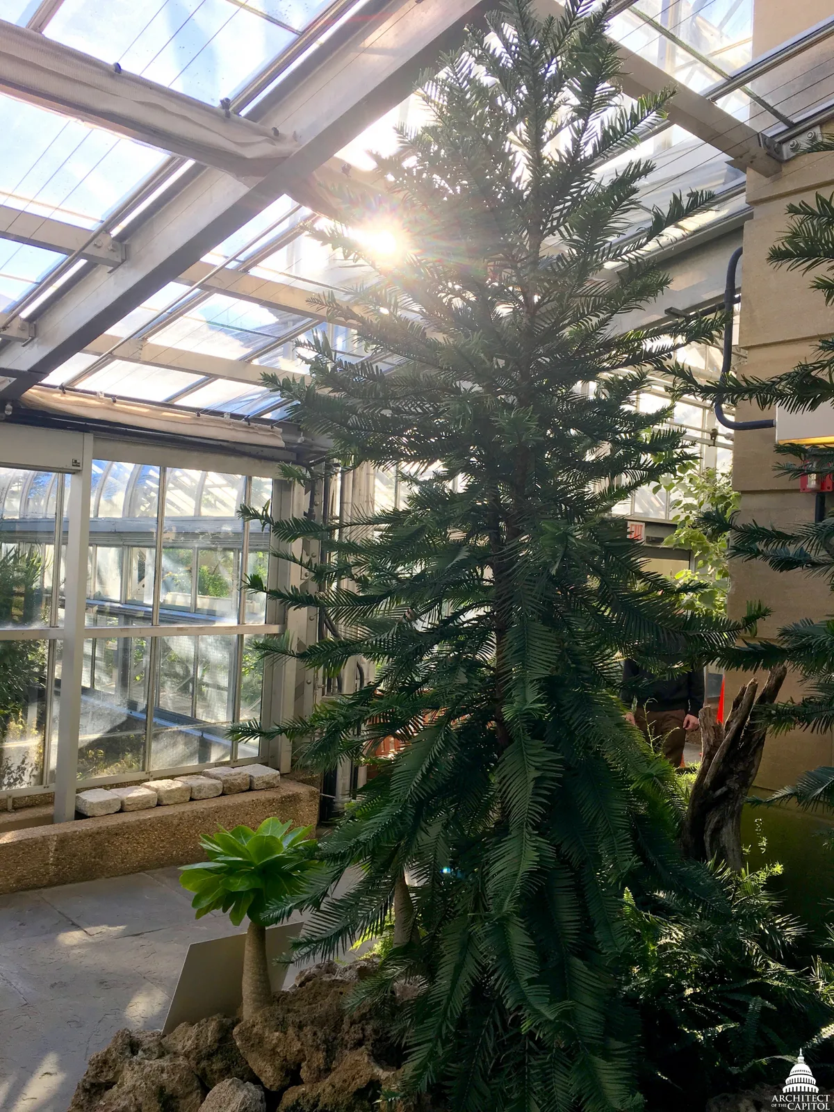 Wollemi Pine
