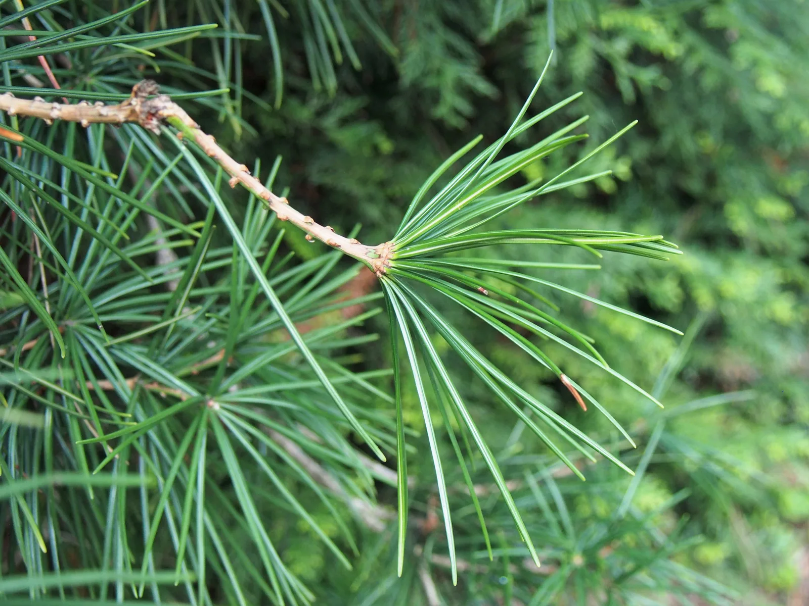 Japanese Umbrella Pine