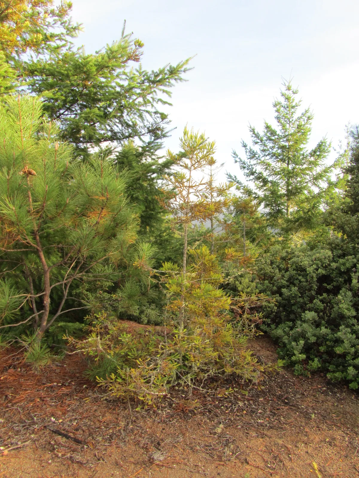 Coast Redwood (Sequoia sempervirens)