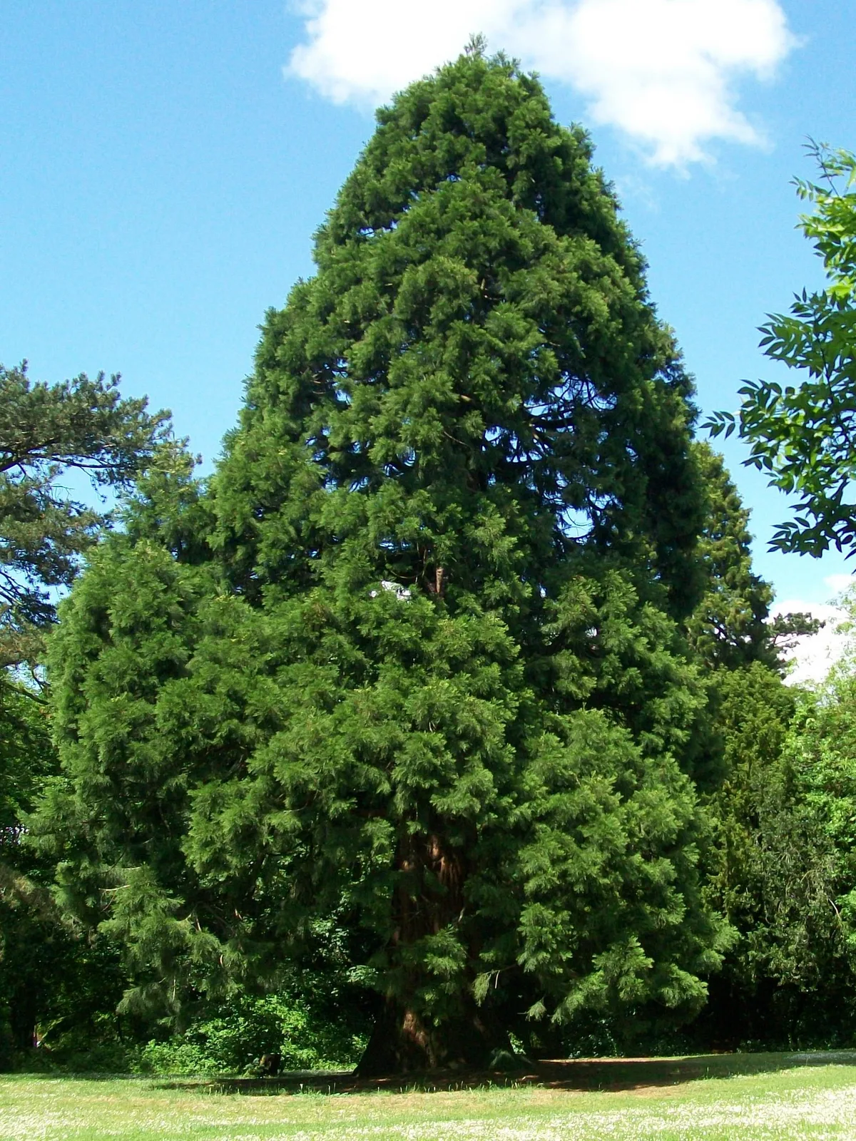 Giant Sequoia (Sequoiadendron giganteum)