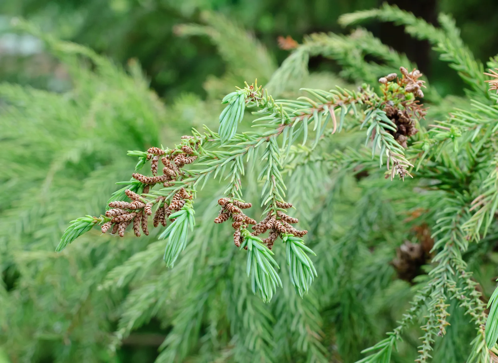 Japanese Cedar (Cryptomeria japonica)
