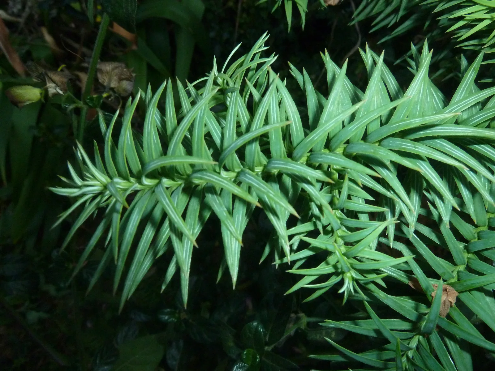 China Fir (Cunninghamia lanceolata)