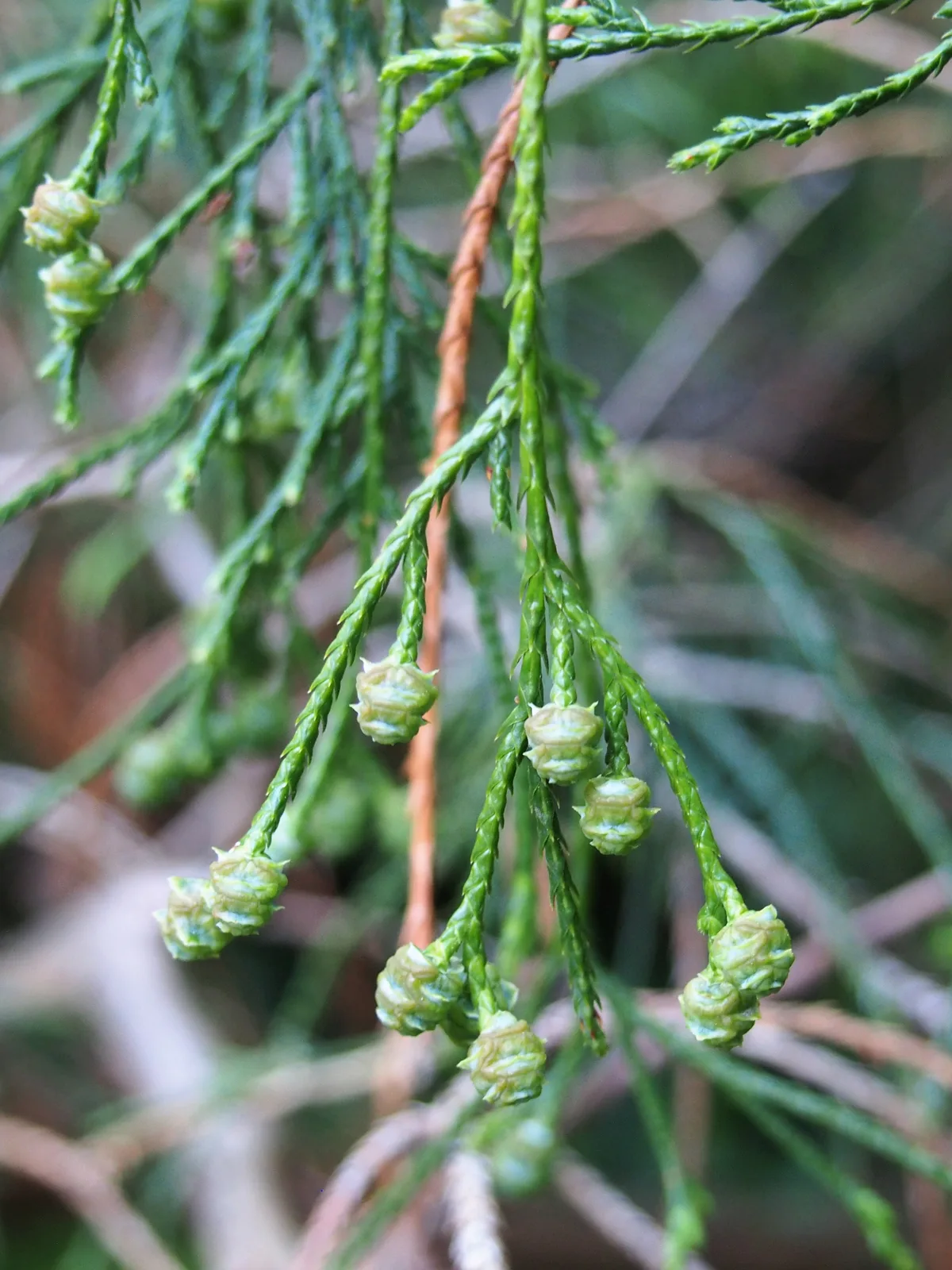 Sawara Cypress