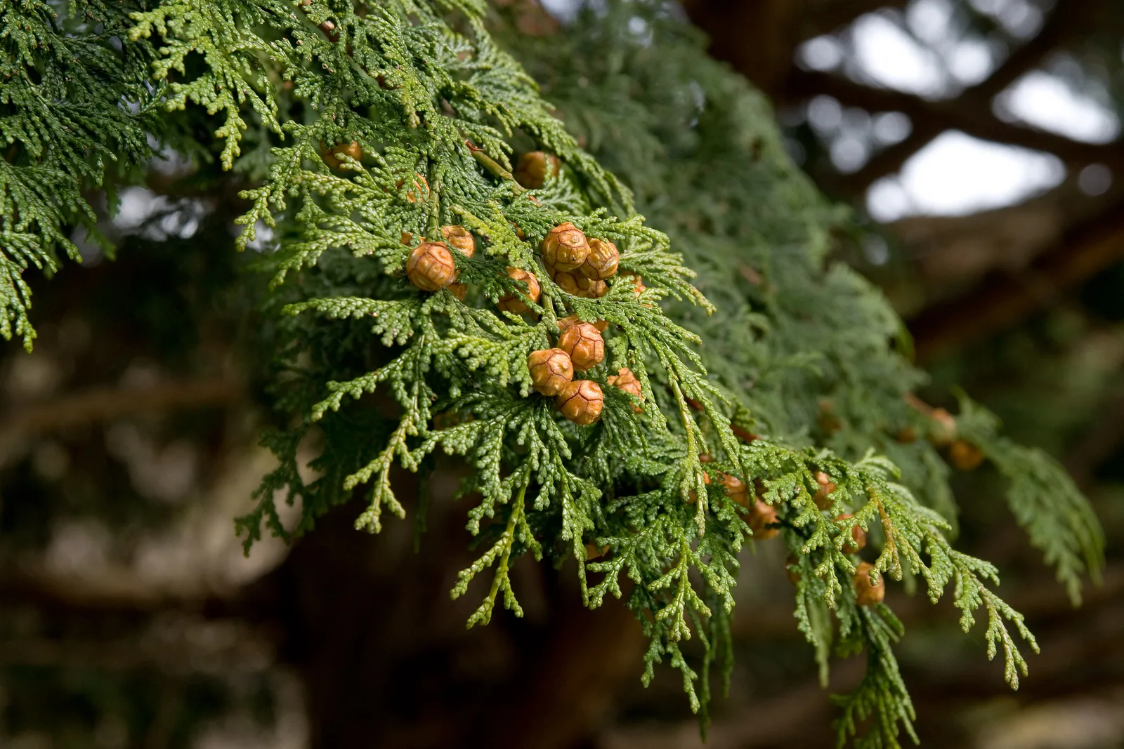 Hinoki Cypress