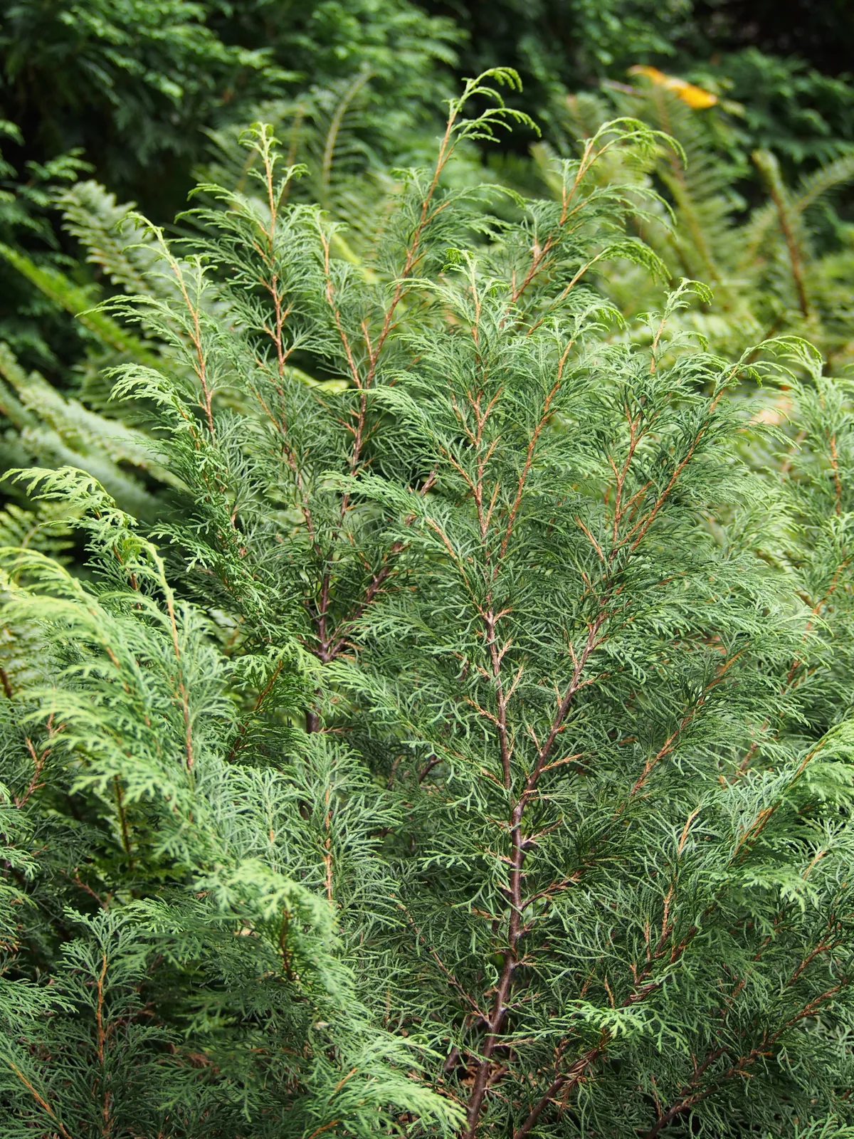 Siberian Cypress