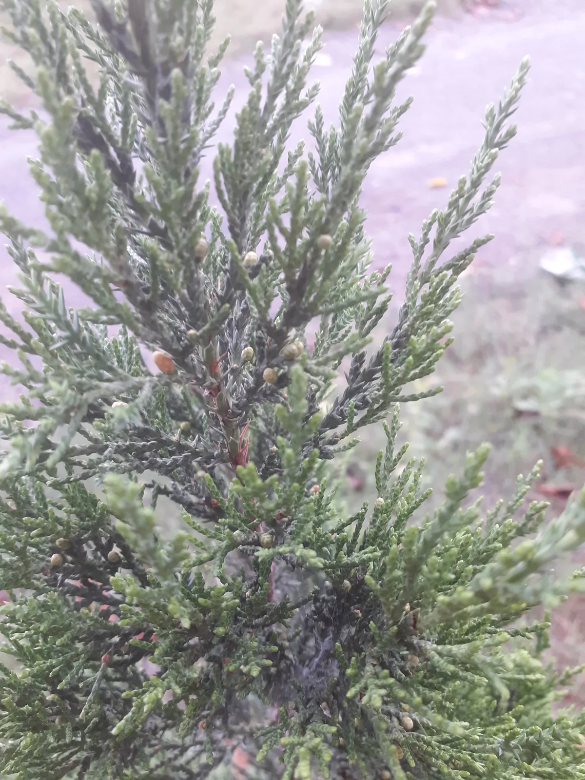 Chinese Juniper (Juniperus chinensis)