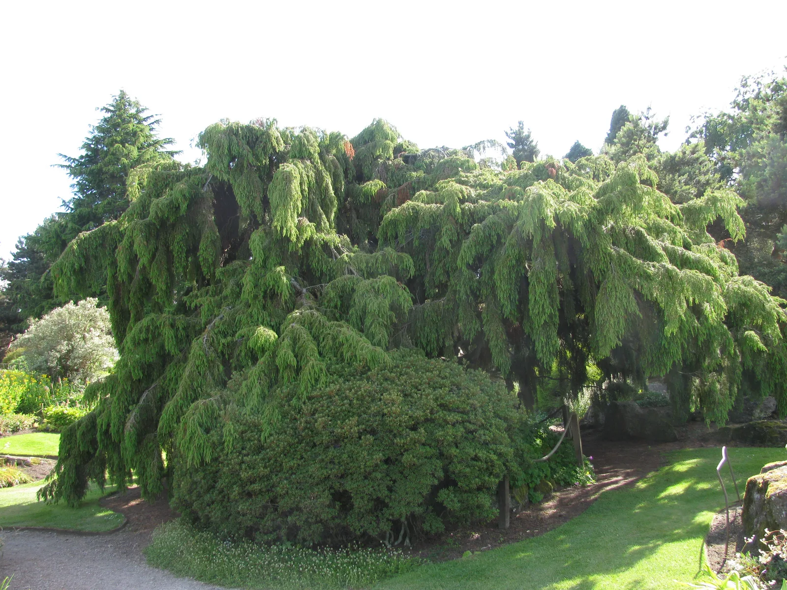 Temple Juniper (Juniperus rigida)