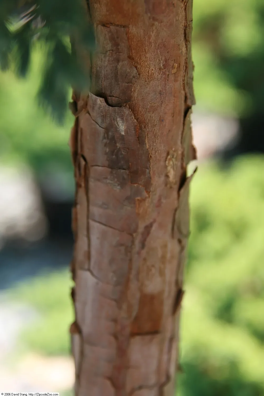 Flaky Juniper (Juniperus squamata)