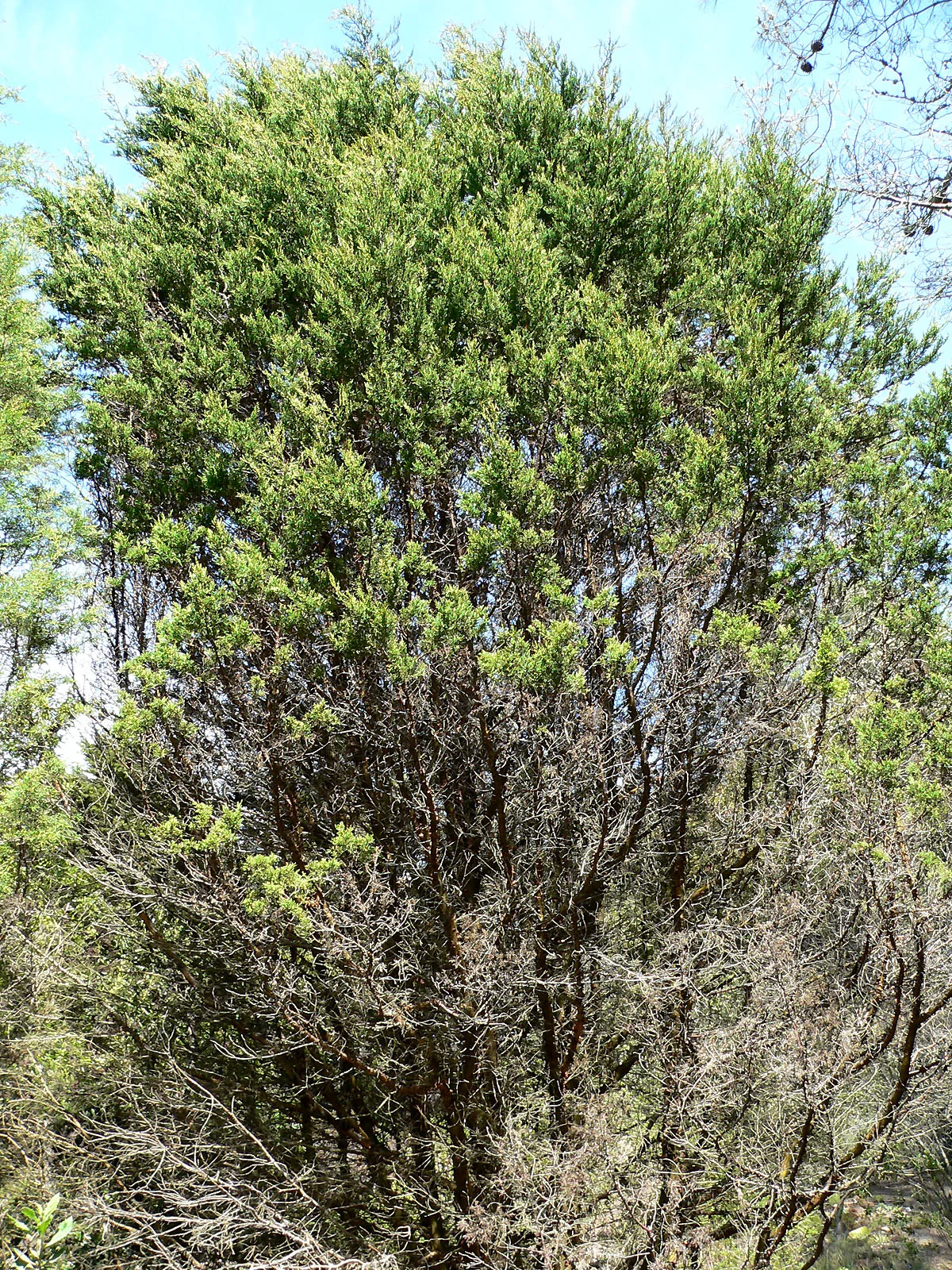 Tecate Cypress