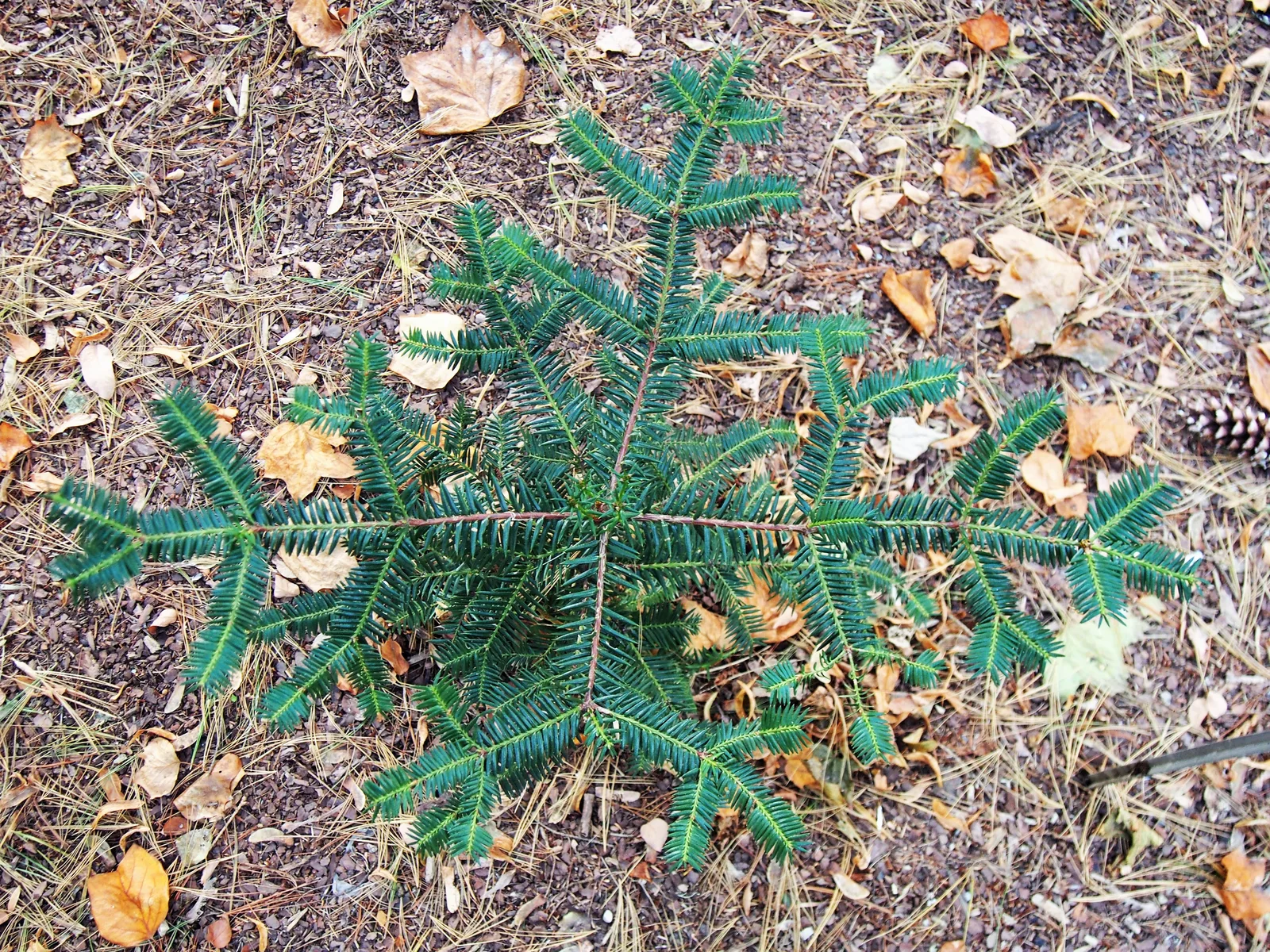 Japanese Torreya (Torreya nucifera)