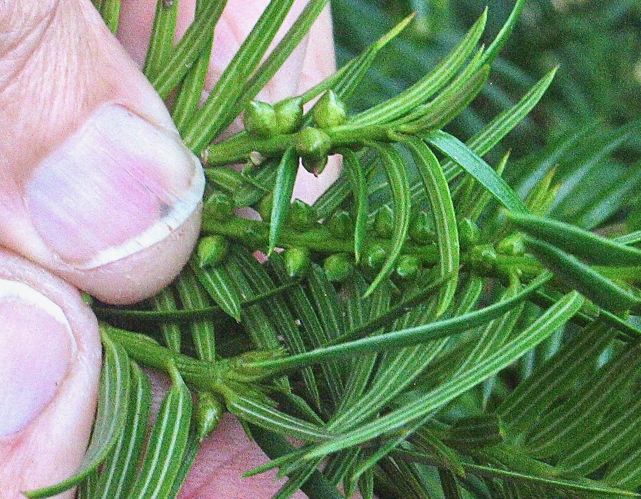 Florida Torreya (Torreya taxifolia)